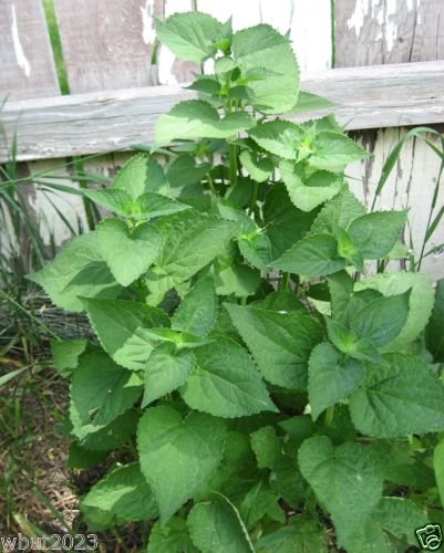 500 Korean Mint Seeds (Agastache Rugosa) - Premium Herb for Sun Tea, Culinary & Medicinal Uses | Perfect for Home Garden, Tea Blends & Aromatherapy