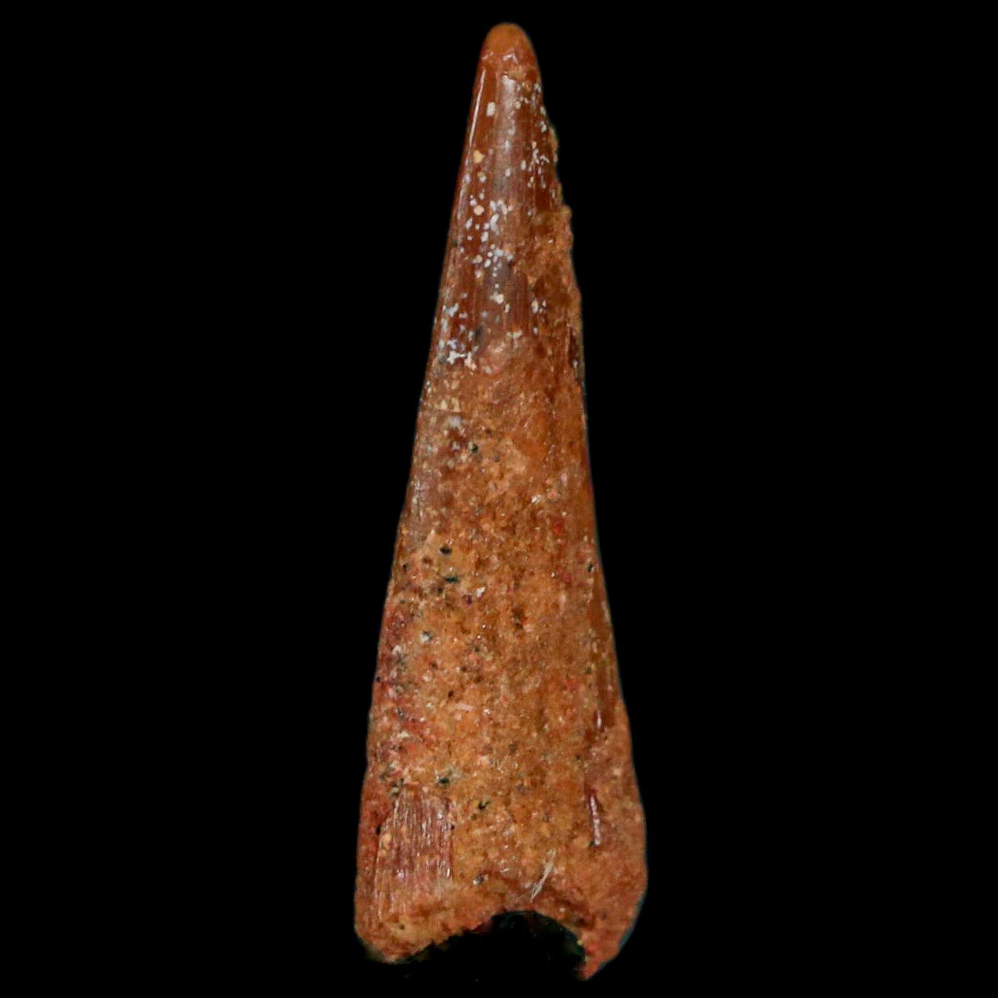 Authentic Pterosaur Coloborhynchus Fossil Tooth - Upper Cretaceous Period - Morocco - Includes COA - Perfect for Paleontology Collections & Museum Displays