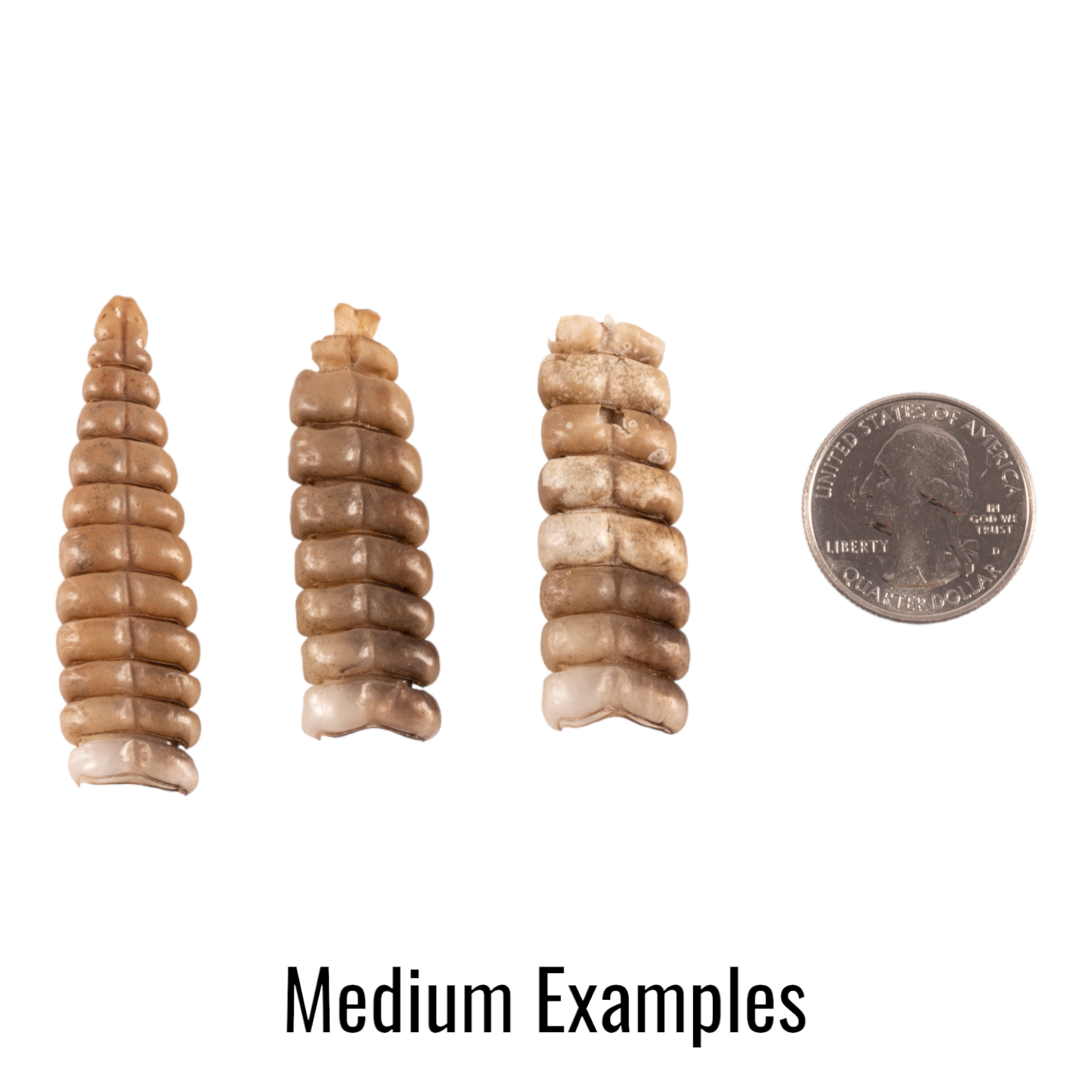 Authentic Real Rattlesnake Rattle - Genuine Snake Tail for Crafts, Jewelry Making & Western Decor | Perfect for DIY Projects, Native American Art & Home Decor