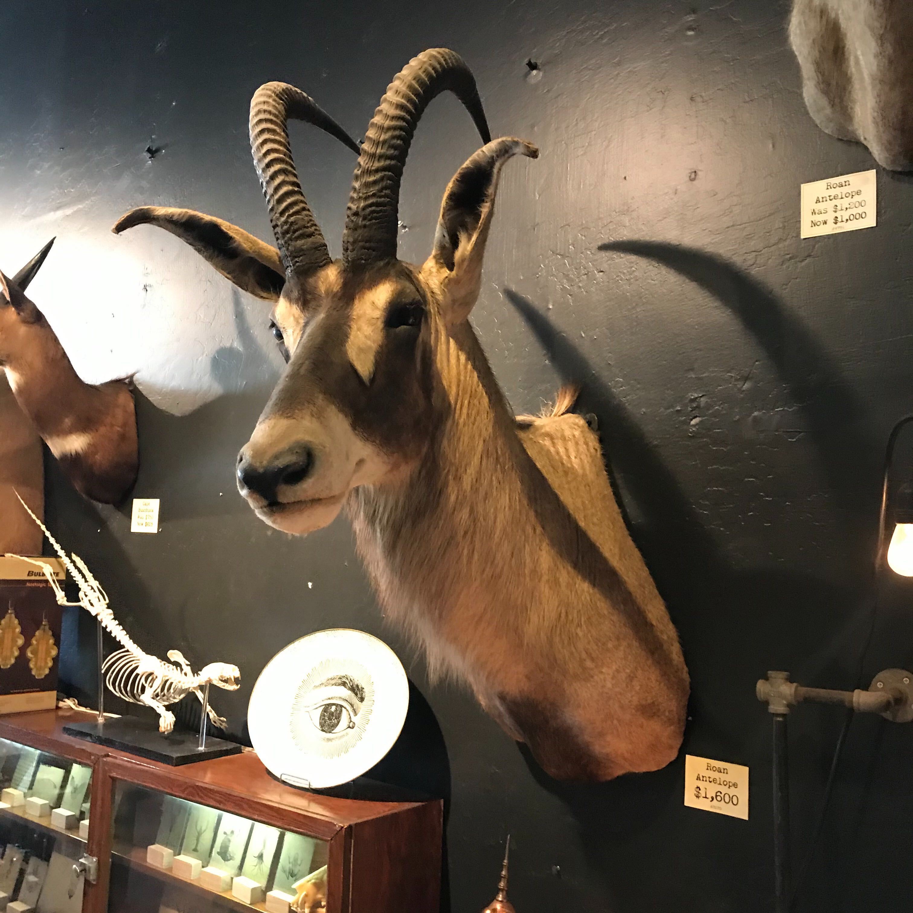 Roan Antelope Taxidermy Mount - Realistic African Wildlife Trophy for Home & Office Decor | Hunting Lodge Display, Man Cave Decor, Safari Theme Interior Design