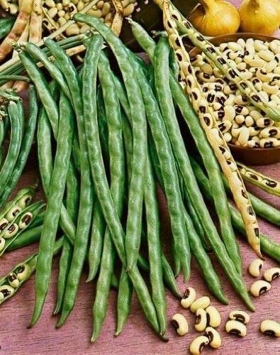 500 Blackeye Pea Seeds - Heirloom Southern Cowpeas | Non-GMO, Organic | Perfect for Home Gardening, Soups & Southern Recipes