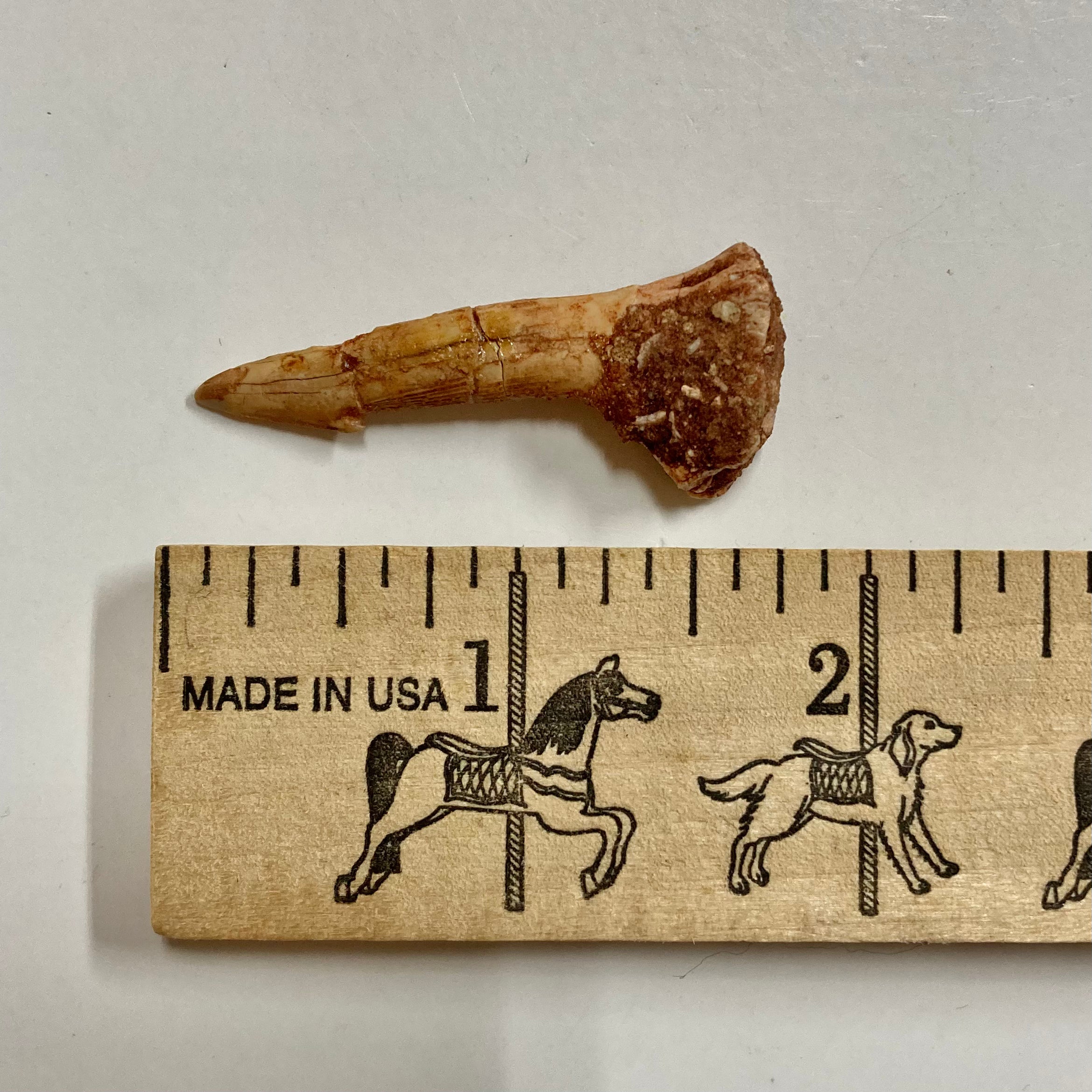 Sawfish Rostral Tooth - Genuine Fossilized Sawfish Tooth for Collectors, Jewelry Making & Educational Use | Perfect for DIY Crafts, Science Projects & Unique Gifts