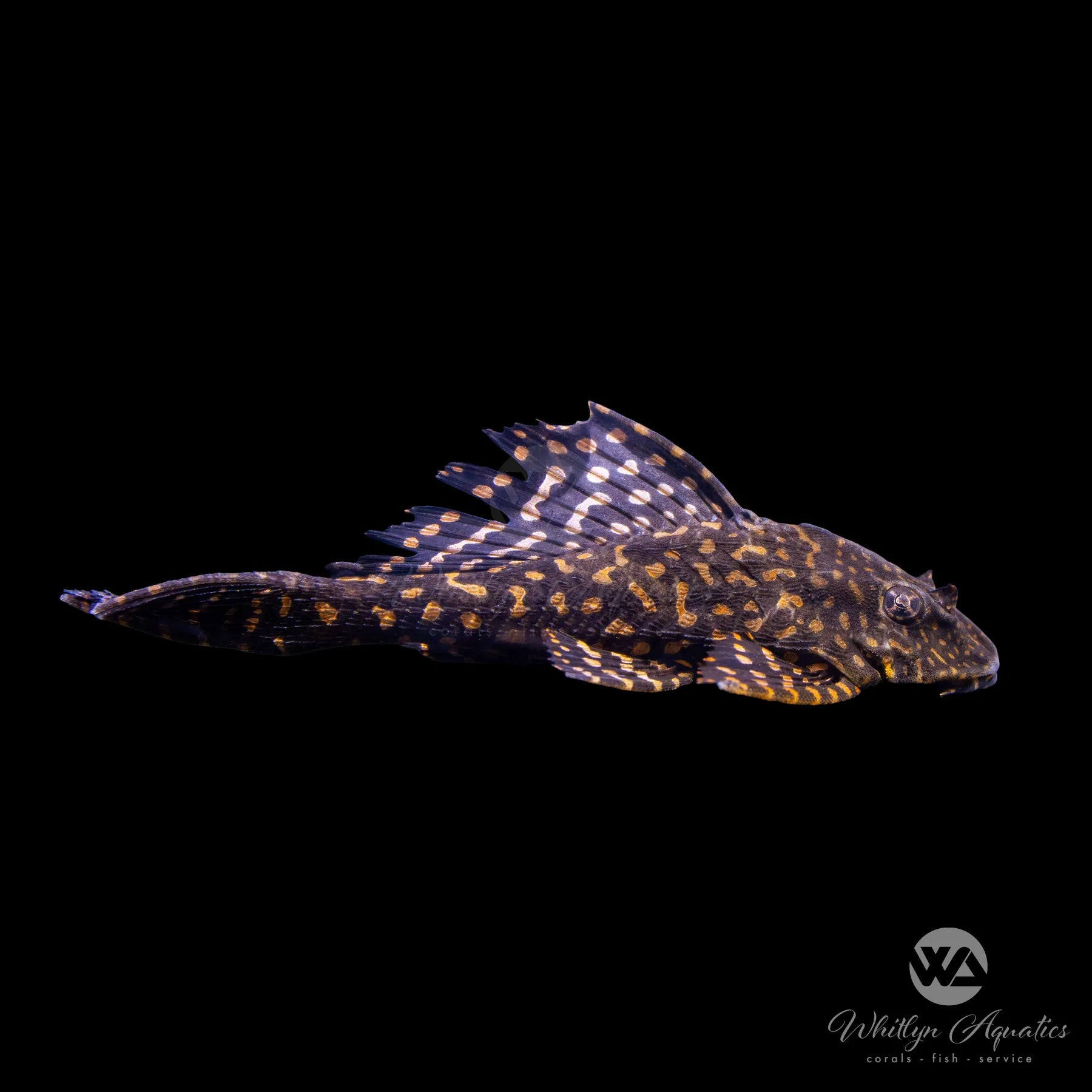 Premium Gold Spot Pleco Fish (Pterygoplichthys joselimaianus) - Live Freshwater Aquarium Fish for Tropical Tanks, Algae Eater & Tank Cleaner