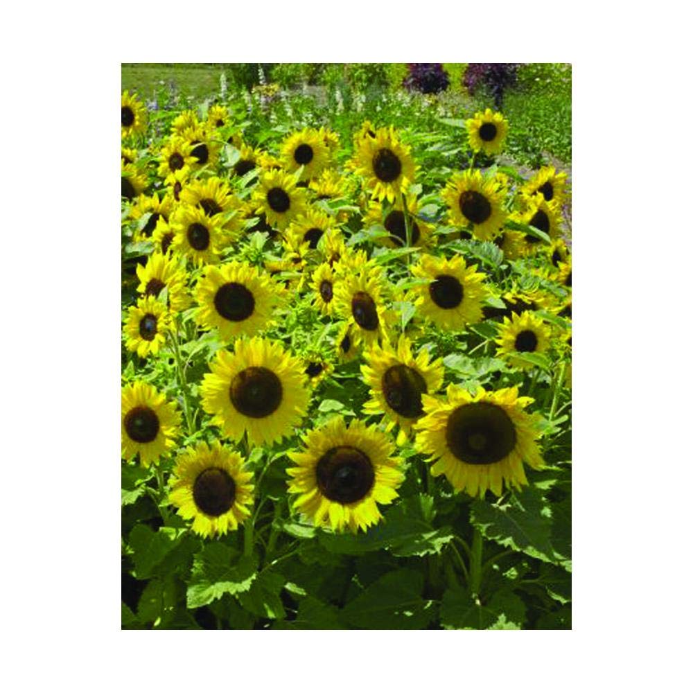 Park Seed Sunflower Seeds Variety Pack - Easy to Grow Sunspot Sunflowers (50 Seeds) | Perfect for Spring Gardening, Backyard Landscaping & DIY Home Decor