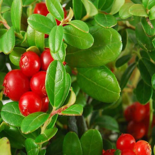 Outsidepride Vaccinium Macrocarpon Cranberry Garden Fruit Plants - 250 Seeds for Home Gardening, Fresh Berries & Healthy Smoothies