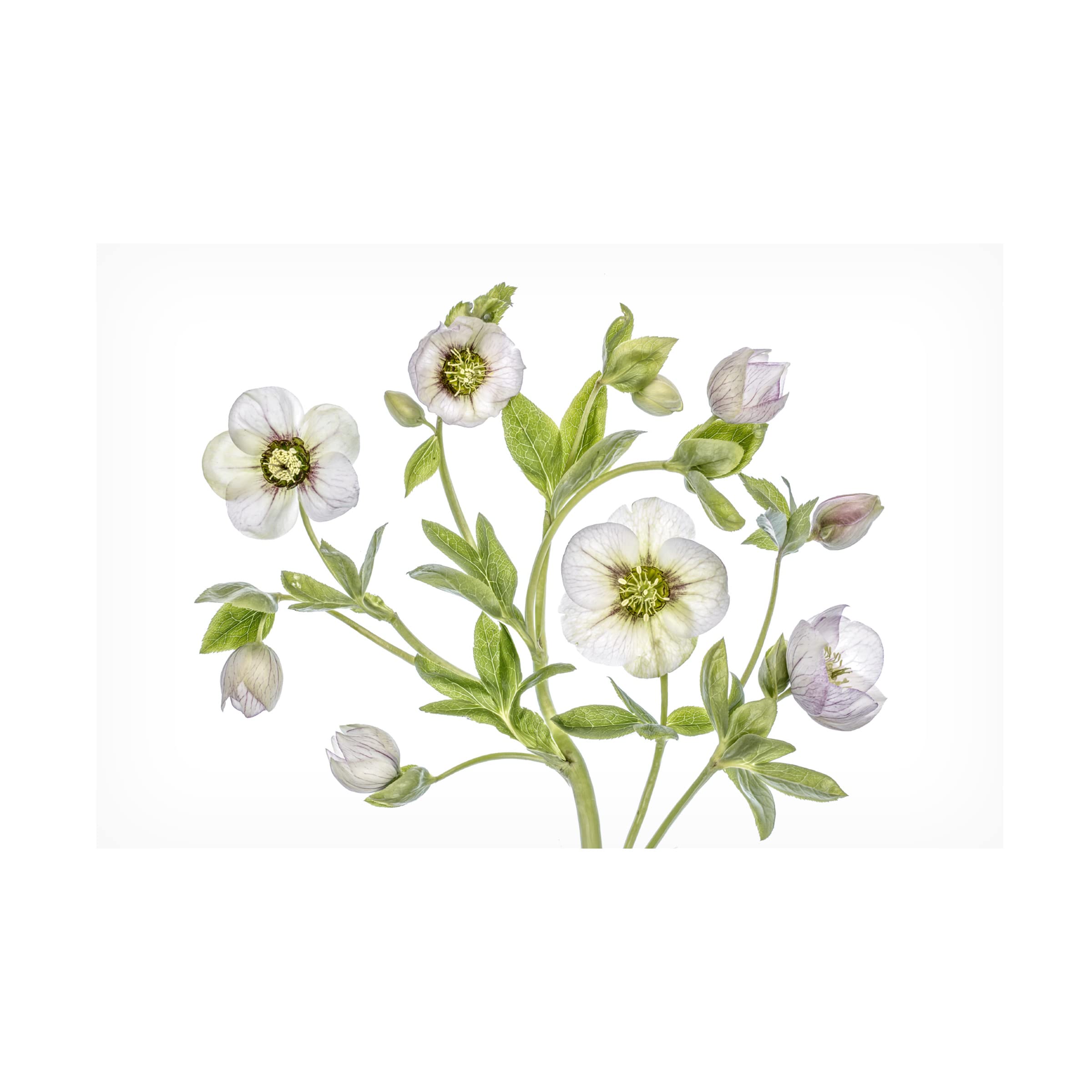 Trademark Fine Art 'Hellebore' Canvas Wall Art by Mandy Disher - Floral Home Decor for Living Room, Bedroom & Office