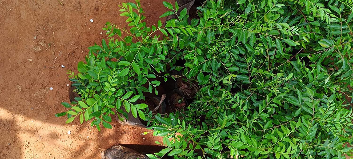 Curry Leaves Plant (Murraya Koenigii) - Live Herb Plant for Cooking, Ayurveda & Home Gardening | Fresh Curry Patta, Karee Patte, Kariveppilai | Perfect for Indian Cuisine, Herbal Remedies & Organic Gardens