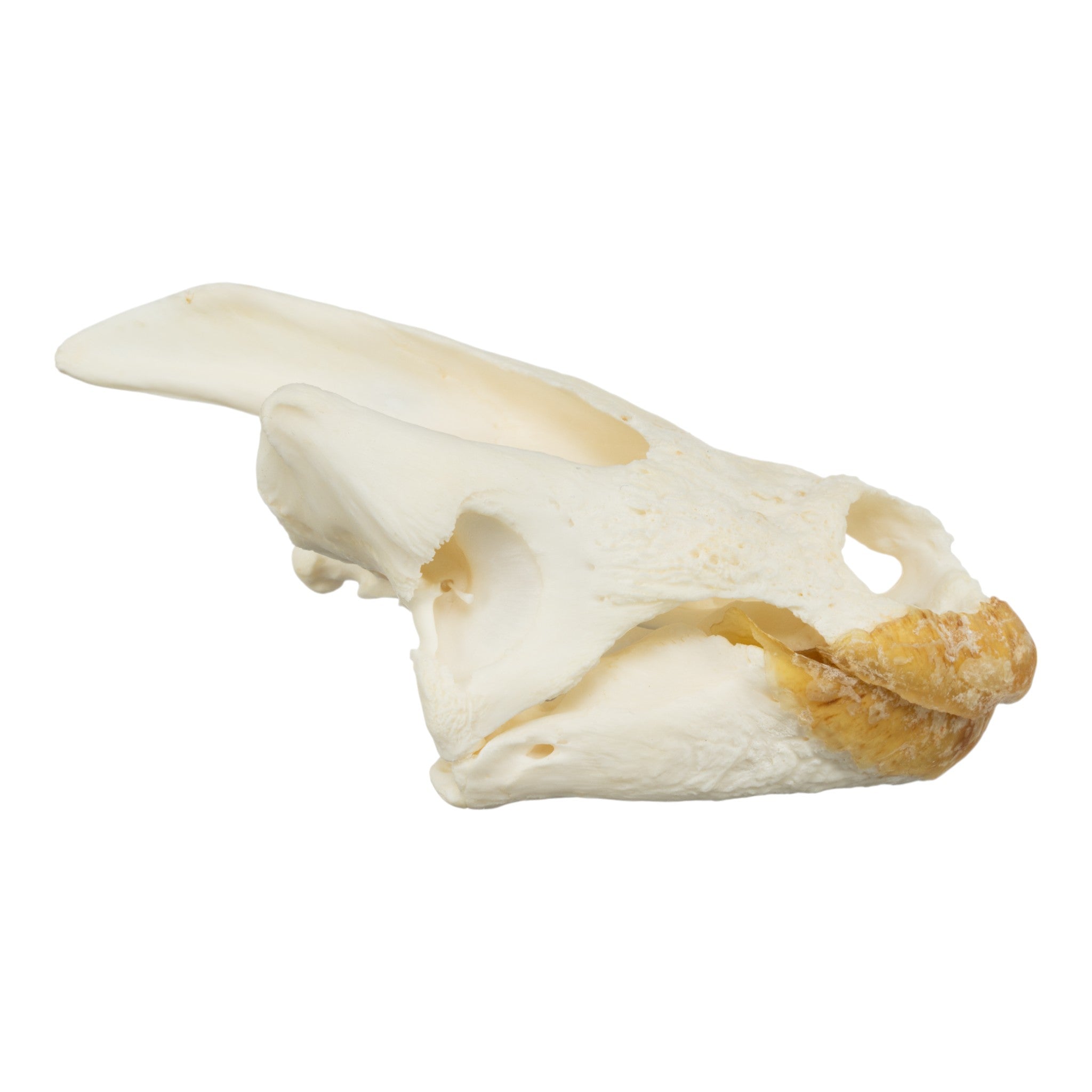 Authentic Snapping Turtle Skull Specimen - Real Animal Skull for Science Study, Biology Classroom, and Taxidermy Collection | Perfect for Educational Displays, Gothic Decor, and Oddity Cabinets