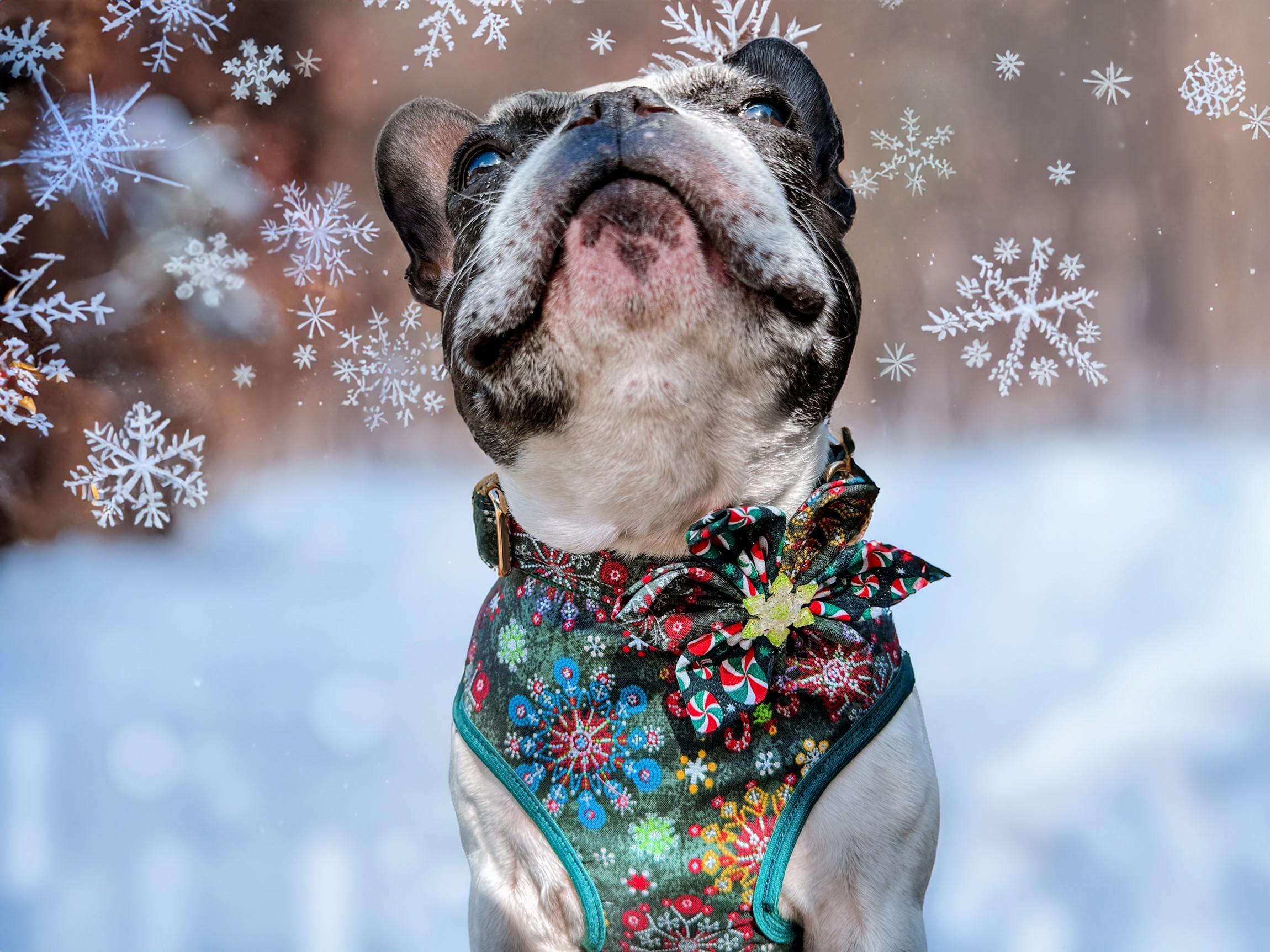 Festive Christmas Dog Collar with Floral Design & Green Snowflakes – Perfect for Holiday Pet Photos & Seasonal Outfits
