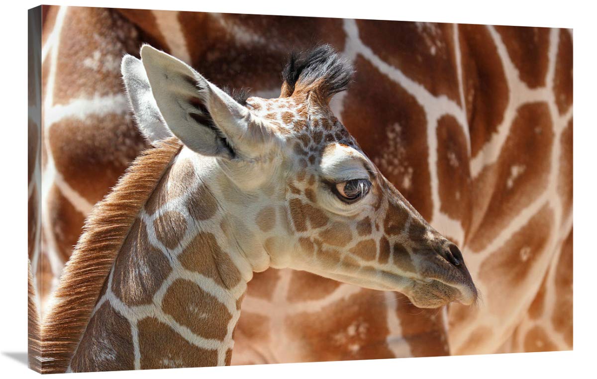 36 in. Baby Giraffe Art Print by Vic Schendel - Nursery Wall Decor, Kids Room Artwork, Animal Themed Home Decor for Baby Shower Gift & Children's Bedroom