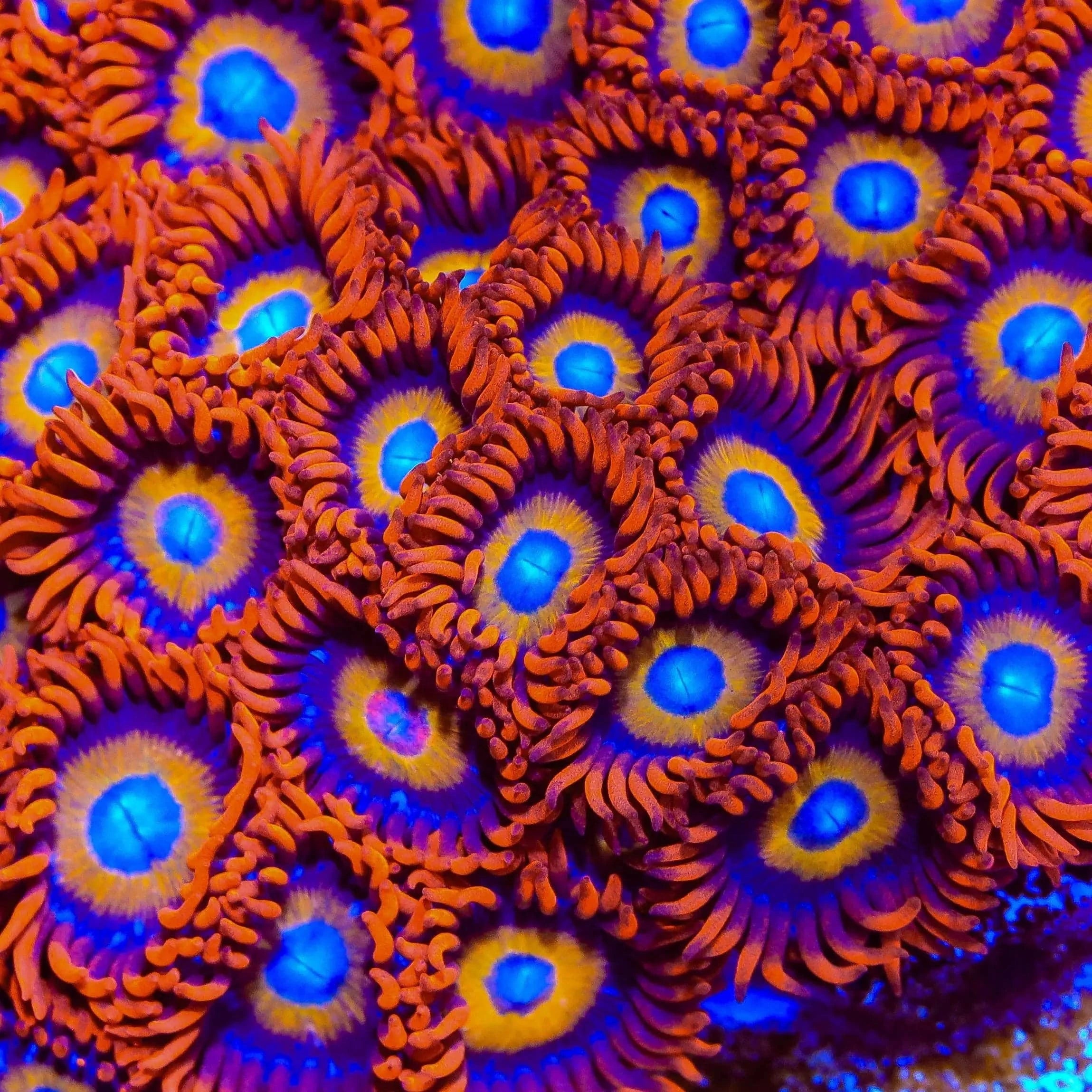 Premium Blue Eyed Blondie Zoanthids Coral for Saltwater Aquariums - Vibrant Reef Tank Decor & Marine Life Enhancement