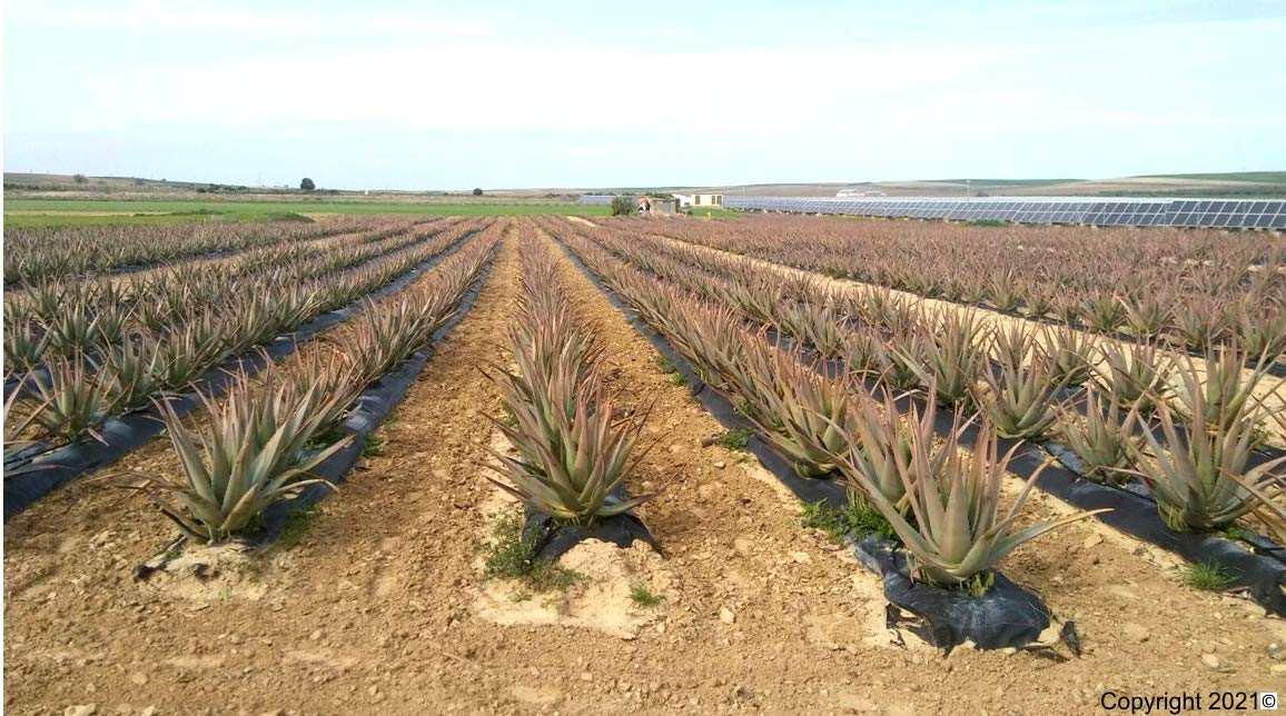 3 Pack Premium Organic Aloe Vera Leaves (Barbadensis Miller) for Skin Care, Hair Treatment & Natural Remedies