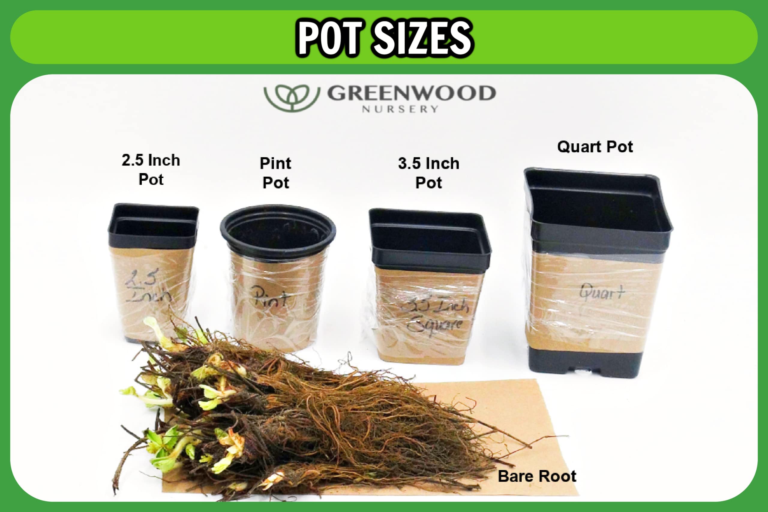 American Pillar Arborvitae & Thuja Occidentalis Live Trees - 5 Pack Quart Pots | Fast-Growing Evergreen Privacy Hedge for Landscaping, Windbreaks & Garden Borders | Greenwood Nursery