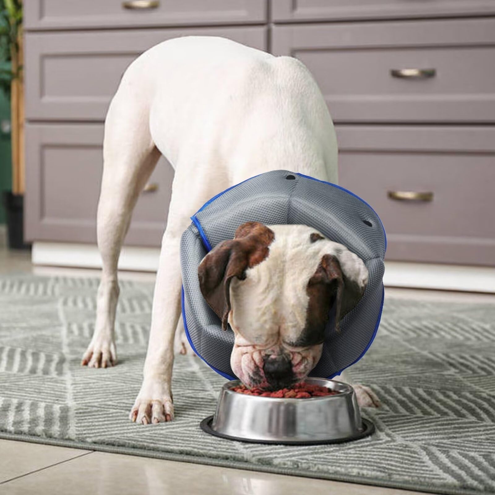 Adjustable Soft Dog Cone Collar for Post-Surgery Recovery - Comfortable Protective E-Collar for Large, Medium & Small Dogs & Cats - Prevents Licking Wounds, Stitches & Rashes (Blue) - Perfect for Spay/Neuter Surgery, Hot Spots & Skin Treatments