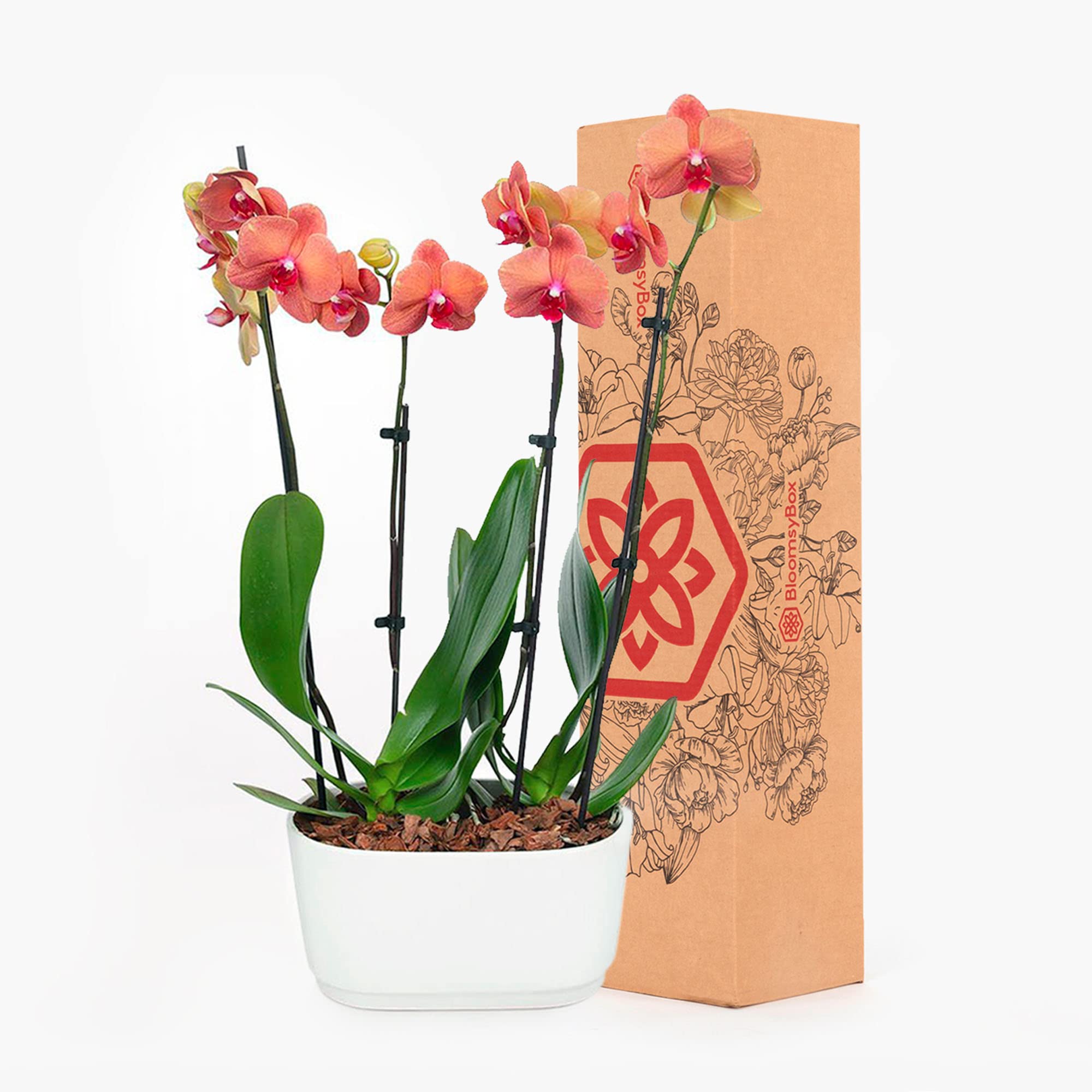 Fresh Barcelona Orchid Duo - Low Maintenance Indoor Plants for Home & Office Decor - Perfect Gift for Birthdays, Anniversaries & Weddings - Easy Care Live Plants Delivery