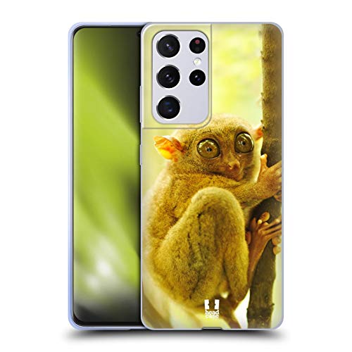 Tarsier Monkey