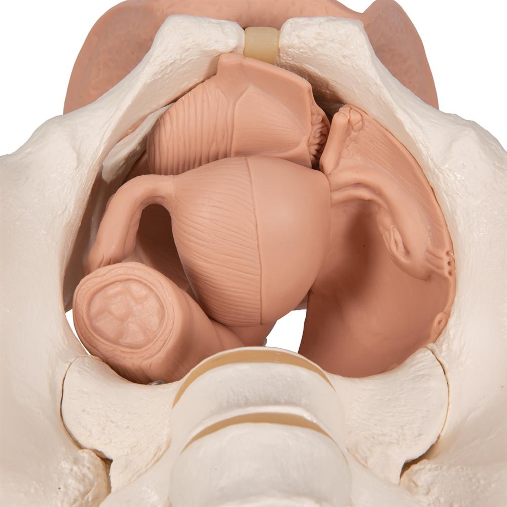 Female Pelvis Skeleton Model with Reproductive Organs - 3-Part Anatomical Model for Medical Education, Physical Therapy & OBGYN Training