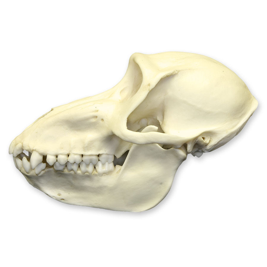 Authentic Replica Mandrill Baboon Skull - Female - Perfect for Home Decor, Educational Displays & Halloween Props