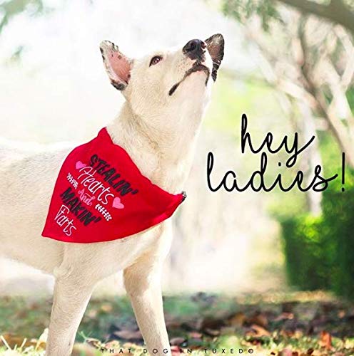 Stylish Red Embroidered Tuxedo Dog Bandana with Adjustable Collar - XL Size for Formal Occasions & Photo Shoots