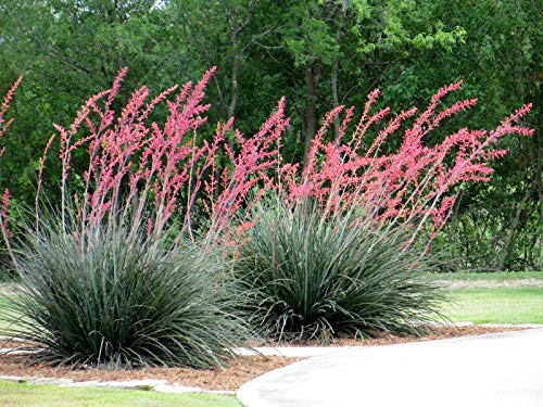Red Yucca Plants (Hesperaloe Parviflora) - 5 Live Evergreen Succulents in 6 Inch Pots - Drought Tolerant, Bird Friendly Landscape Plants for Xeriscaping & Desert Gardens