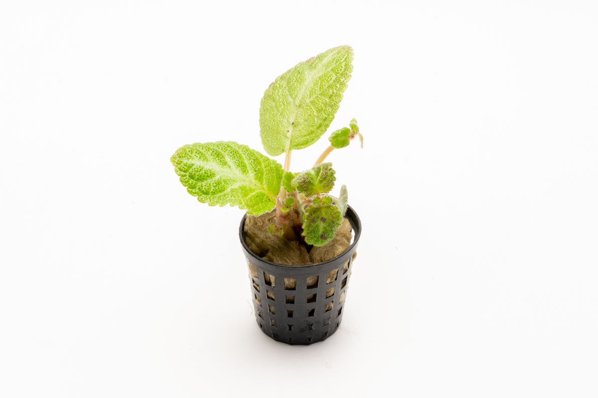 Episcia Lil Lemon - Rare Lemon Lime Variegated Houseplant for Indoor Gardens | Perfect for Home Decor, Terrariums & Office Spaces