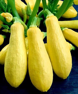 35CT Pumpkin Seeds - Early Prolific Straightneck Summer Squash Heirloom Seeds for Planting | Perfect for Home Gardens, DIY Projects & Healthy Cooking