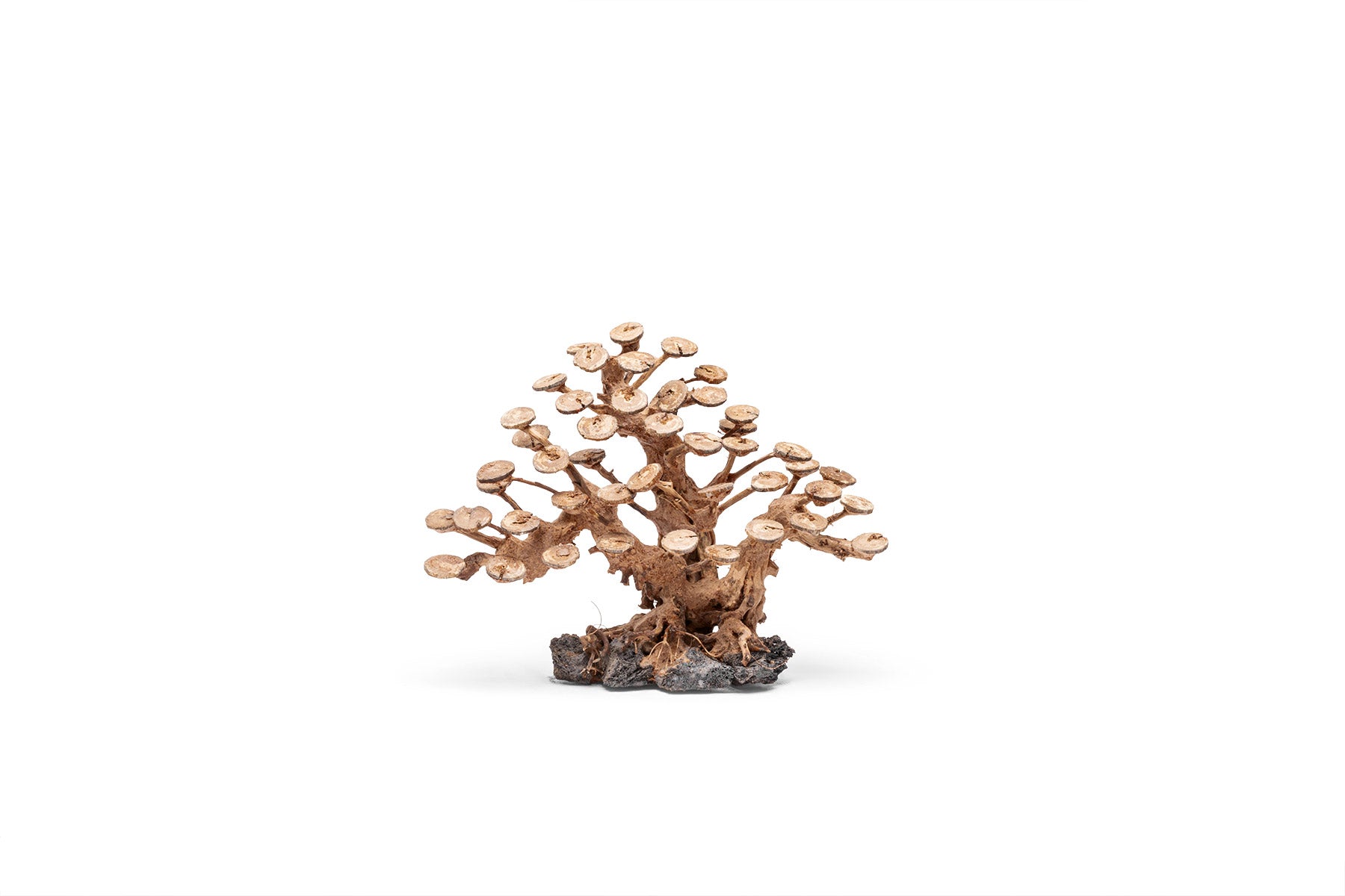 UNS Bonsai 016 - Premium Mini Bonsai Tree Kit for Home & Office Decor | Perfect for Zen Gardens, Desktop Decor, and Unique Gifts