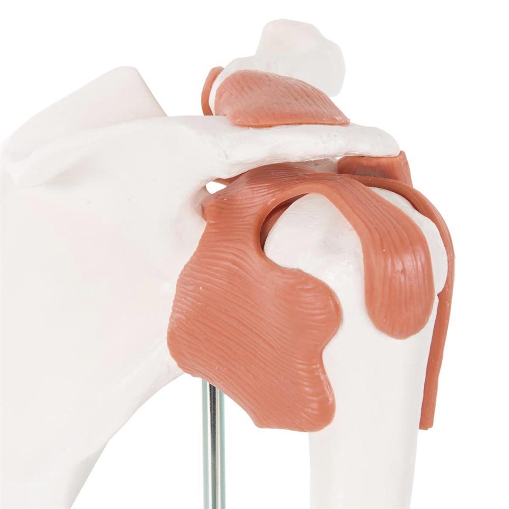 Functional Shoulder Joint Model - Anatomical Shoulder Joint Demonstration for Medical Students & Physical Therapy Training | Perfect for Classroom, Clinic & Home Study