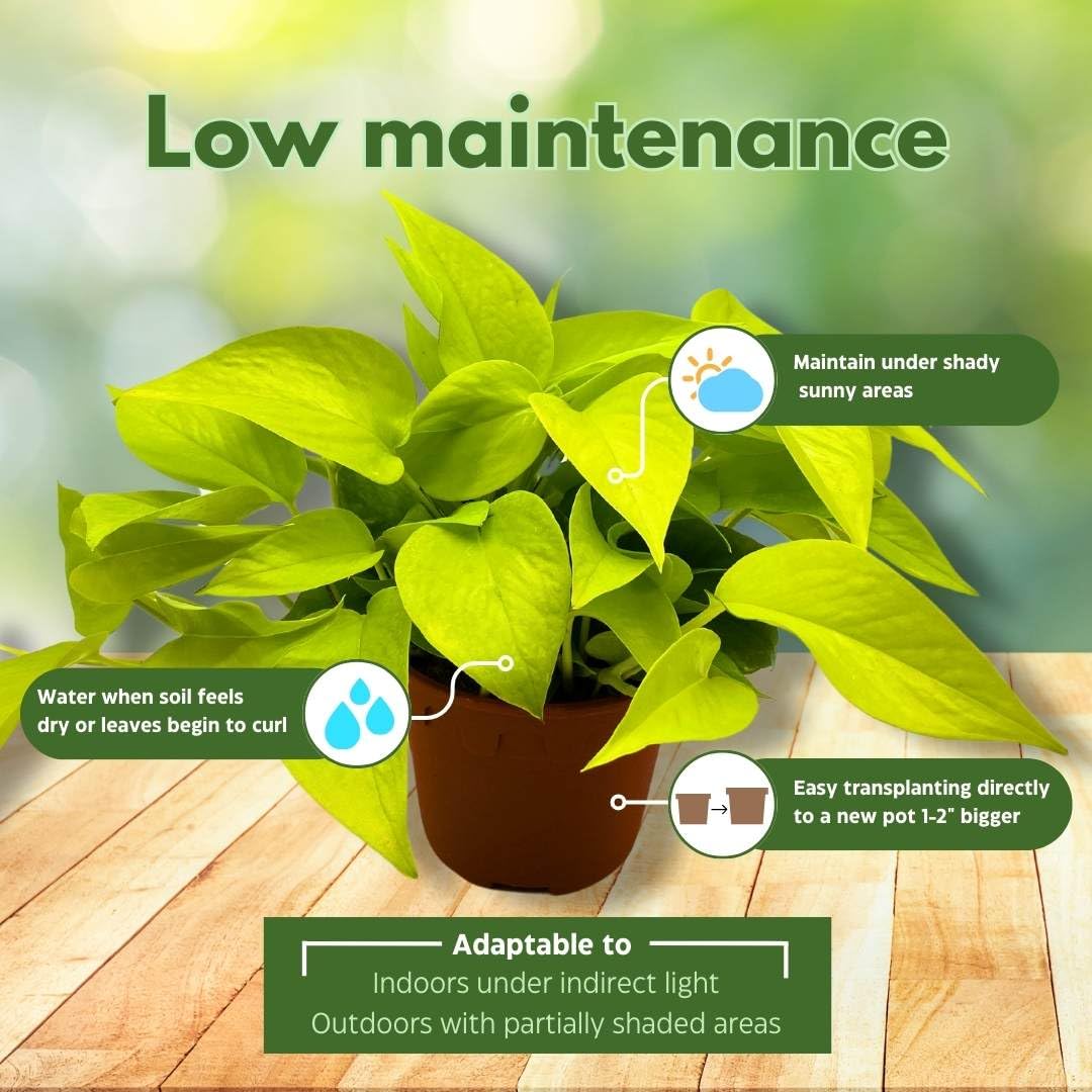 BubbleBlooms Neon Pothos (Epipremnum aureum) in 6 Inch Pot - Devil's Ivy, Hunter's Rove - Low Light Indoor Houseplant for Home, Office & Garden Decor