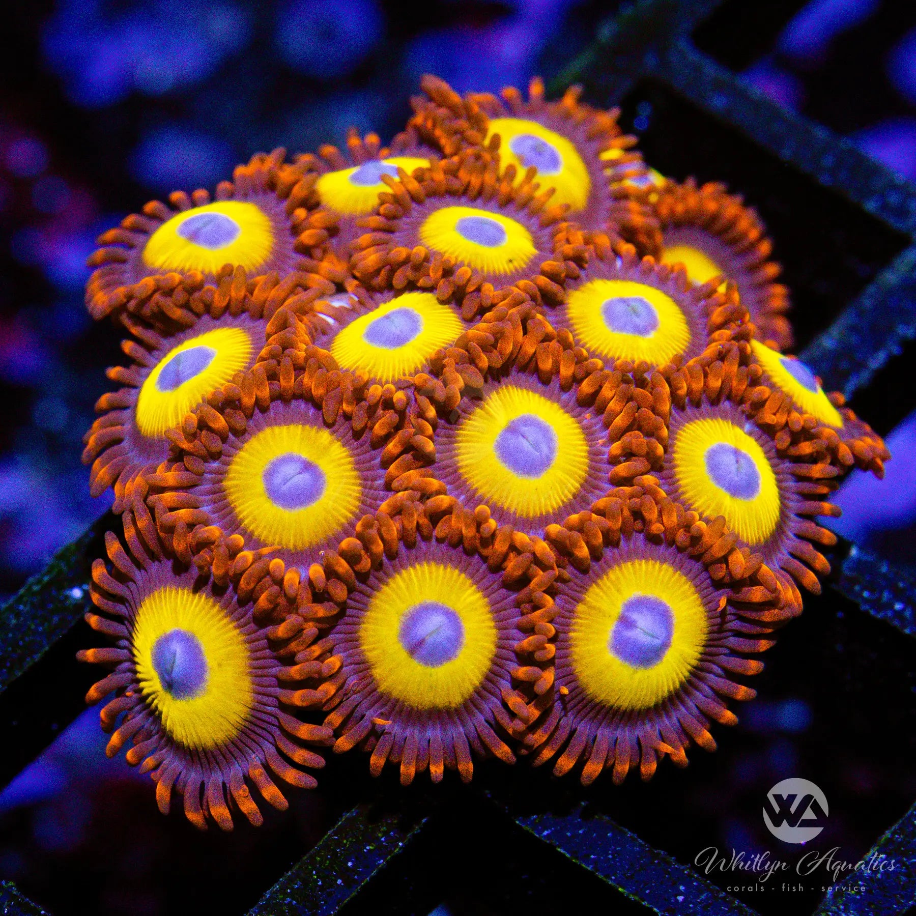 D03 BEBB Blondie Zoa Coral - Premium WYSIWYG Live Coral for Saltwater Aquariums | Perfect for Reef Tanks, Coral Frags, and Marine Aquascaping