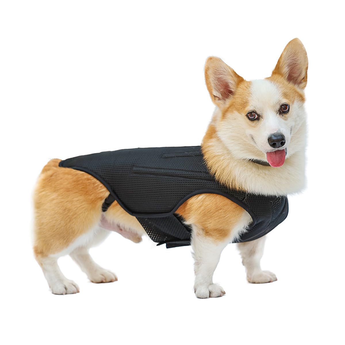 **IVDD Back Brace for Dogs - Adjustable Dog Back Support Vest for Dachshunds & Small Pets - Relief for Arthritis, Back Pain, Herniated Disc & Post-Surgery Recovery (Size S) - Ideal for Walks, Recovery & Daily Comfort**