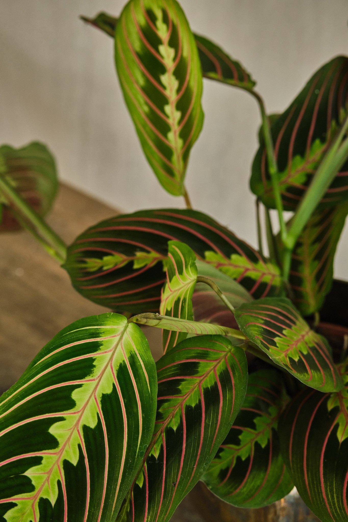 Maranta Leuconeura 'Fascinator' Prayer Plant - Live Indoor Houseplant for Home & Office Decor - Perfect for Low Light Spaces & Air Purification