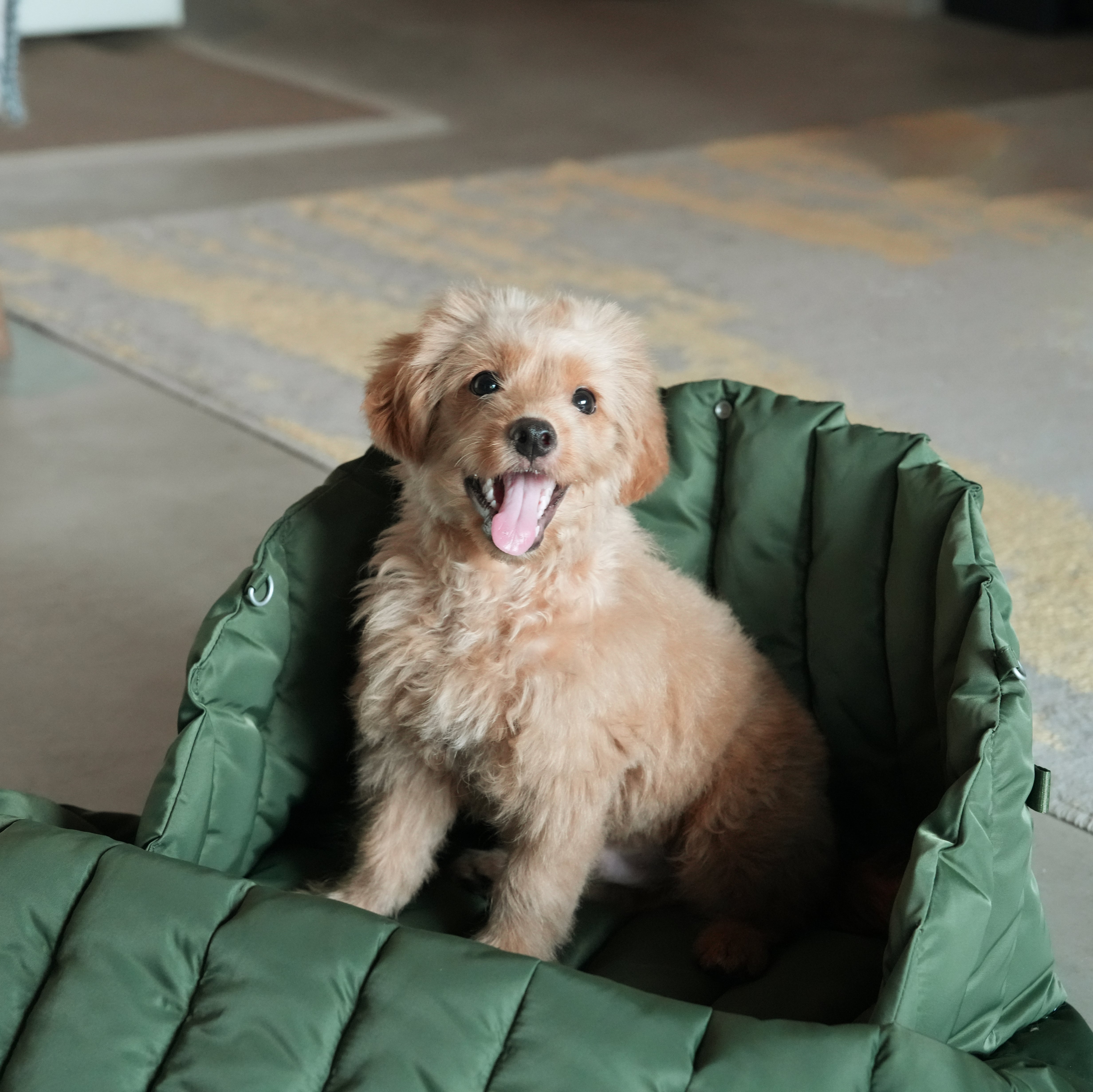 Chapel Sudoku Pet Carrier - Lightweight & Durable Travel Carrier for Small Dogs & Cats - Perfect for Air Travel, Road Trips & Vet Visits
