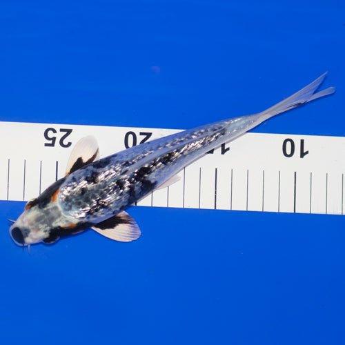 Premium Hand-Selected Koi Fish for Sale - Live Japanese Koi Carp for Ponds & Water Gardens | Perfect for Outdoor Decor & Relaxation