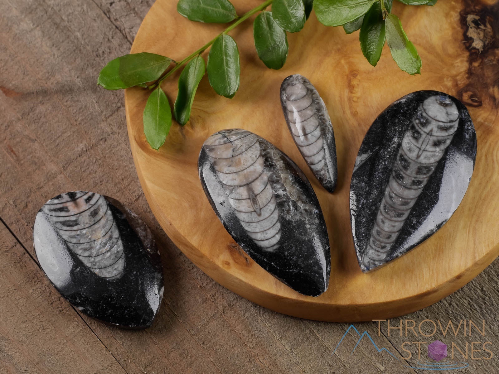 ORTHOCERAS FOSSIL - Authentic Natural Fossil Crystal Cabochon | Unique Housewarming Gift & Home Decor (E0095) | Perfect for Geology Enthusiasts, Crystal Collectors & Interior Design
