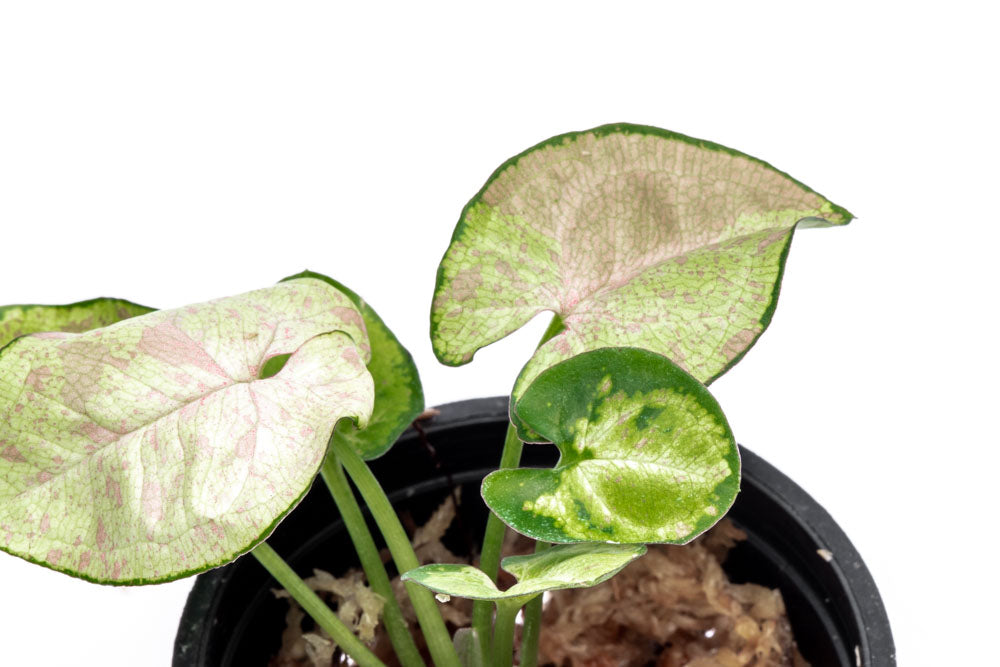 Syngonium Milk Confetti Bare Root Plant - Rare Variegated Arrowhead Vine for Indoor Home Decor, Office Desk, and Terrarium Planting