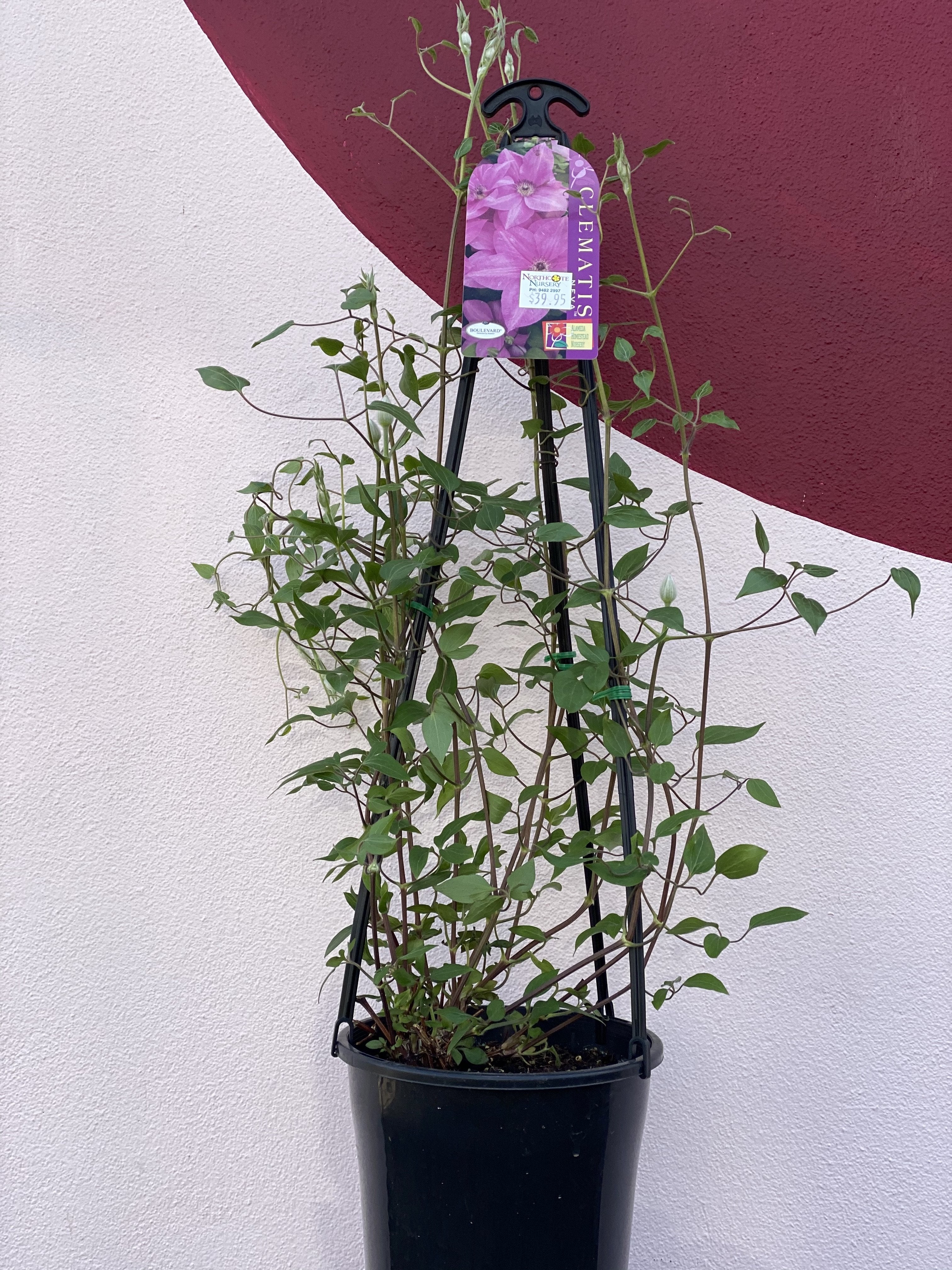 Clematis 'Neva Boulevard' Evipo050 - Premium Climbing Flower Plant for Gardens, Fences & Trellises | Perfect for Outdoor Landscaping & Patio Decor