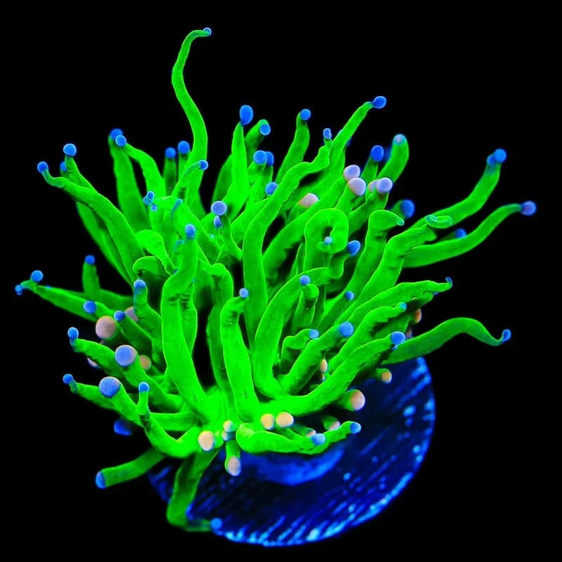 Premium Cotton Candy Torch Coral - Vibrant LPS Coral for Saltwater Aquariums | Perfect for Reef Tanks & Coral Propagation | Enhances Marine Biodiversity