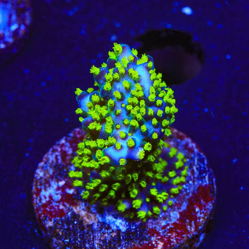 Premium GARF Bonsai Acropora Coral Frag for Saltwater Aquariums - Live Coral for Reef Tanks, Nano Tanks & Marine Aquascaping