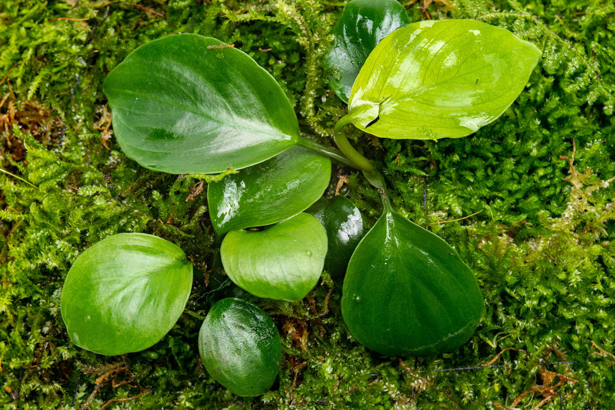 Foresta Mat with Anubias Nana & Christmas Moss - Live Aquarium Plants for Fish Tank Decoration | Perfect for Aquascaping, Shrimp Tanks & Natural Aquatic Environments