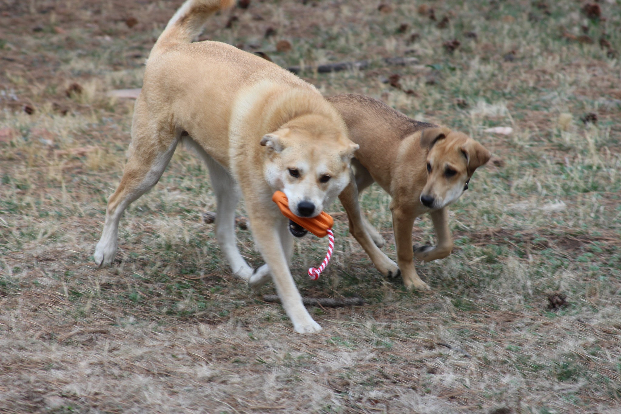 Sodapop Rocket Pop Dog Toy - Durable Chew Toy for Aggressive Chewers, Interactive Fetch & Tug-of-War Game for Large & Small Dogs - Perfect for Outdoor Play, Training & Teething Puppies