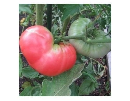 Ponderosa Pink Tomato 30 Seeds - Heirloom Beefsteak Tomato Seeds for Planting, Large Healthy Non-GMO Fruit - Perfect for Home Gardens, Organic Farming & Fresh Salads