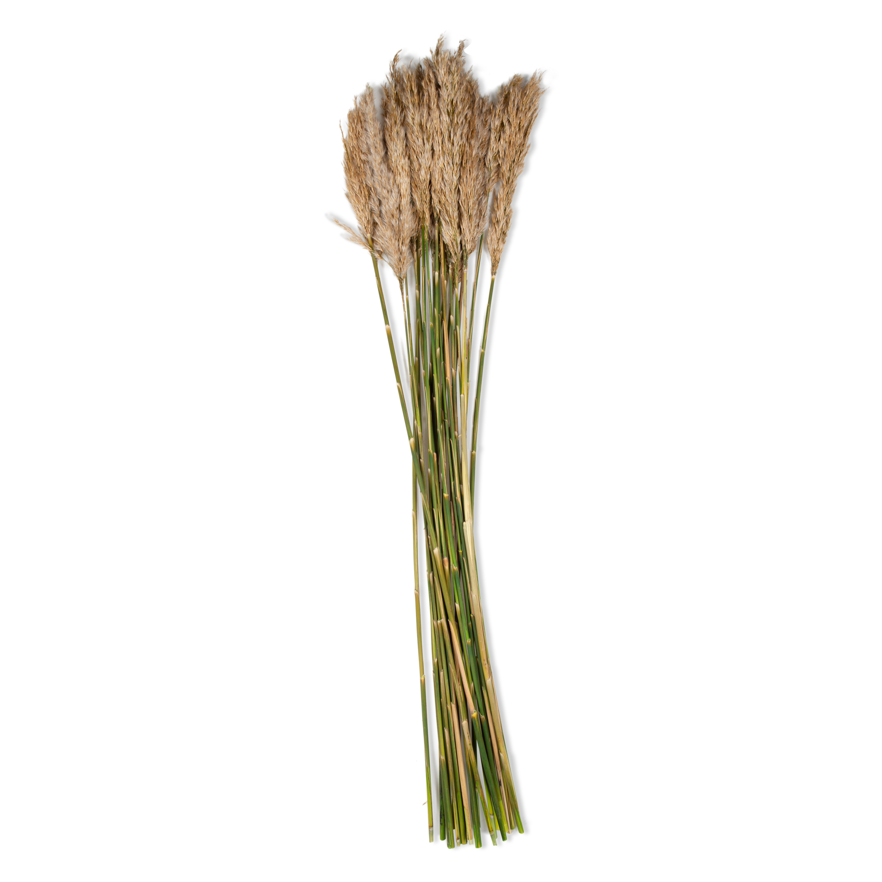 Ivory Plume Reed Bundle - Natural Home Decor for Boho & Rustic Style | Perfect for Vases, Centerpieces & Wedding Decorations