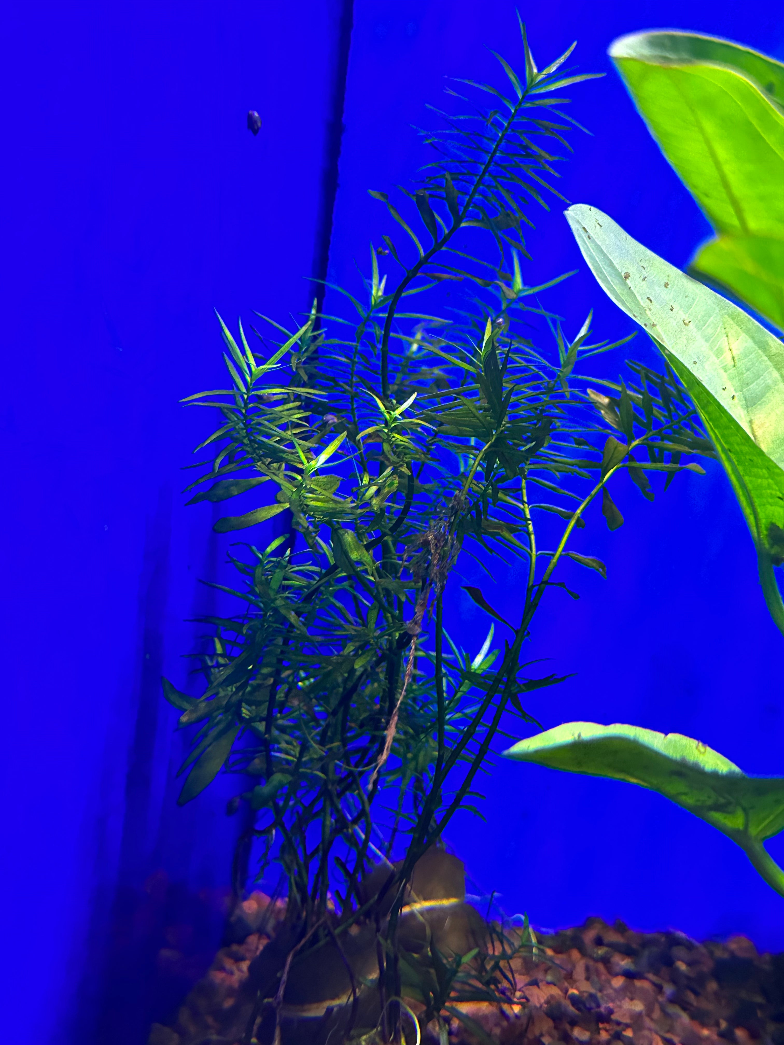 Ludwigia Brevipes Aquatic Plant for Freshwater Aquariums - Perfect for Aquascaping, Fish Tanks & Planted Aquariums