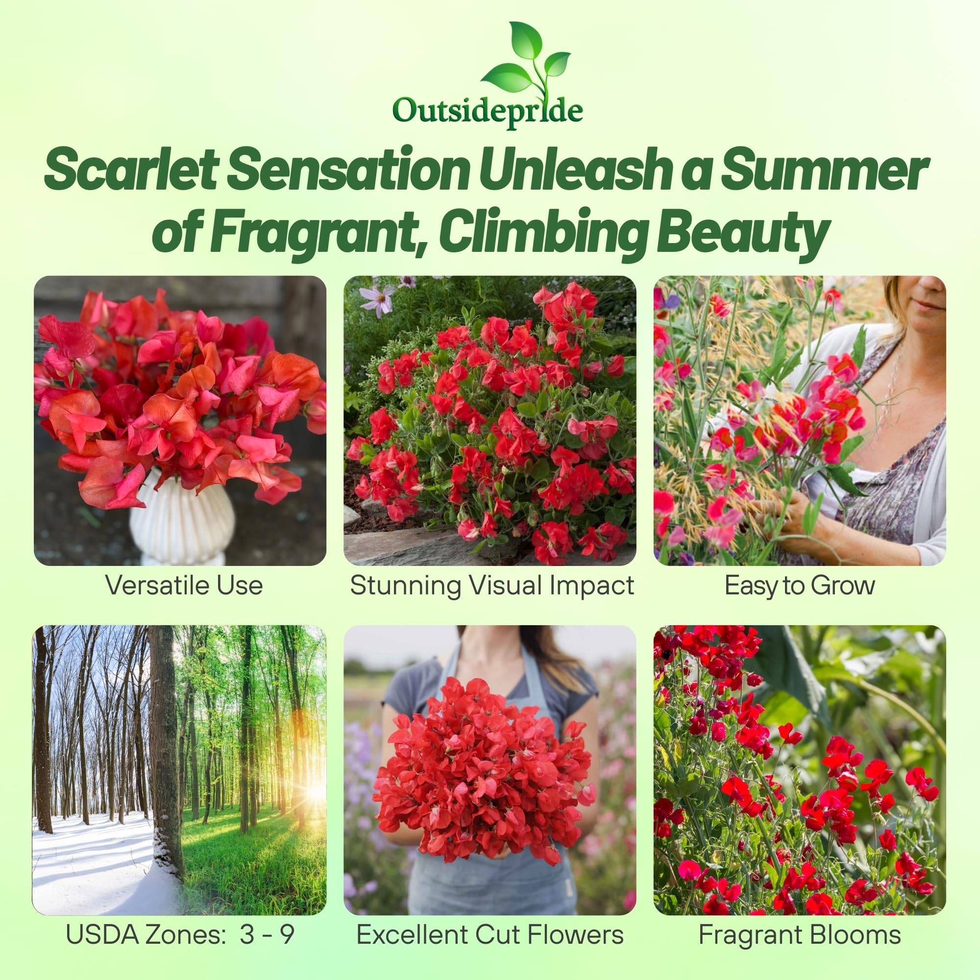 Outsidepride 250 Seeds Annual Lathyrus Odoratus Sweet Peas Royal Scarlet Vine Seeds for Planting - Fragrant Climbing Flowers for Garden Trellis, Fence & Container Gardening