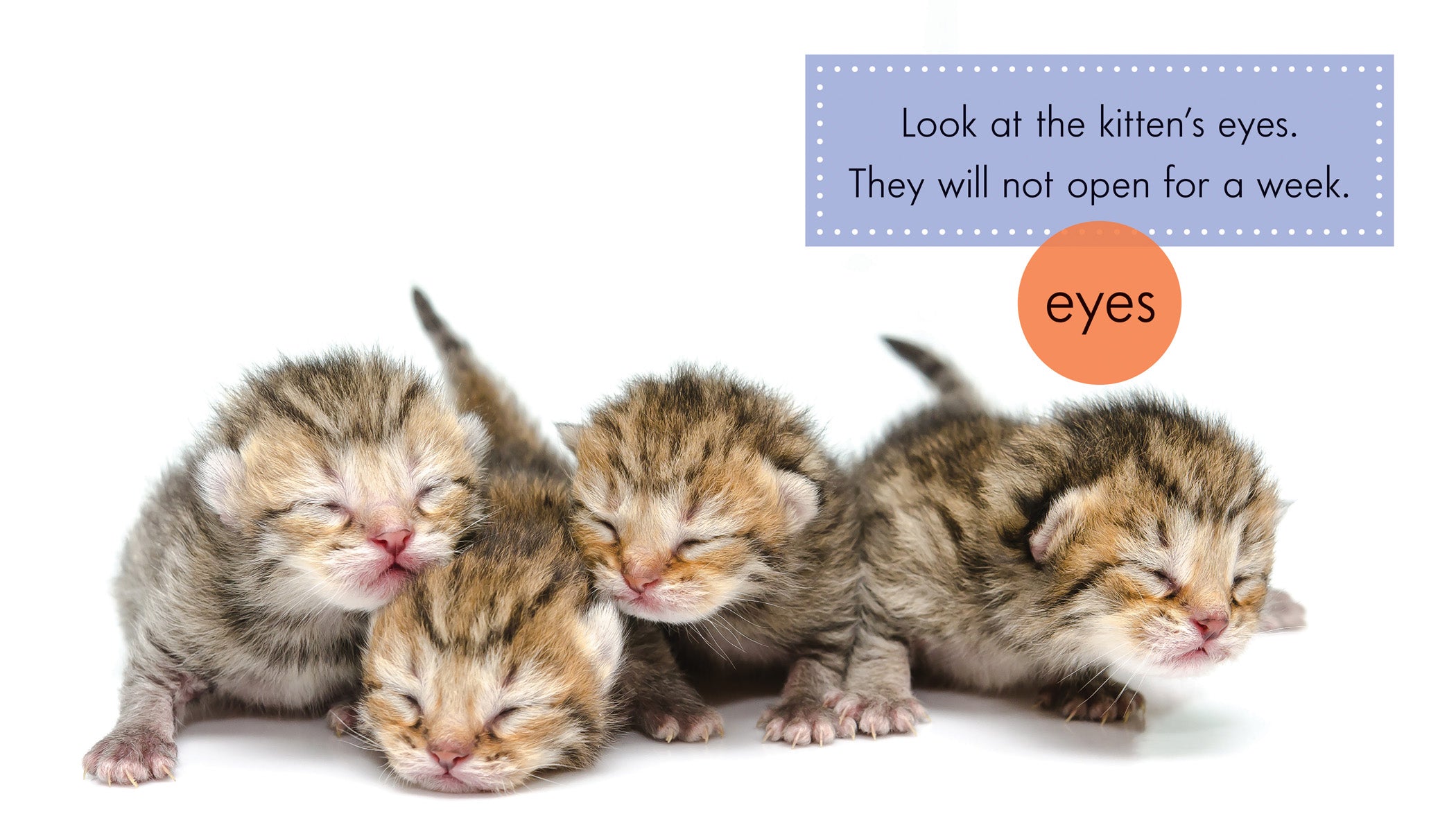 Adorable Kittens for Sale - Healthy & Playful Kittens Ready for Adoption | Perfect for Families, Gifts & Pet Lovers