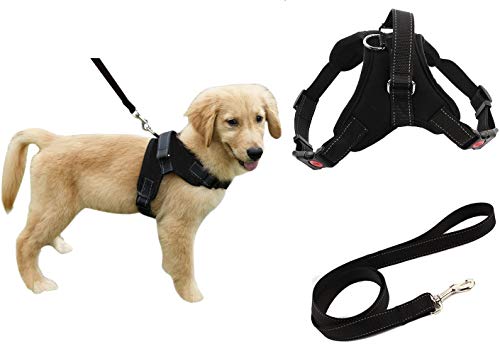 Black Harness + Black Leash