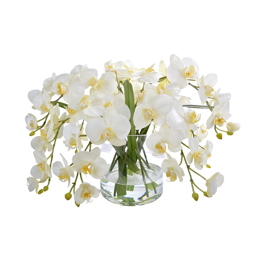 Exquisite Phalaenopsis Orchid in Glass Vase - Elegant Home & Office Decor, Perfect Gift for Housewarming, Wedding, Birthday