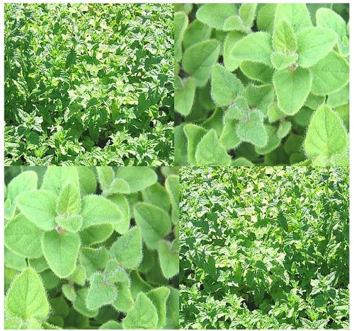 2,000 Sweet Marjoram Seeds - Fragrant Herb with Sweet Pine & Citrus Flavor for Cooking, Tea, and Aromatherapy | Organic Garden Planting Kit for Home Chefs and Herbalists