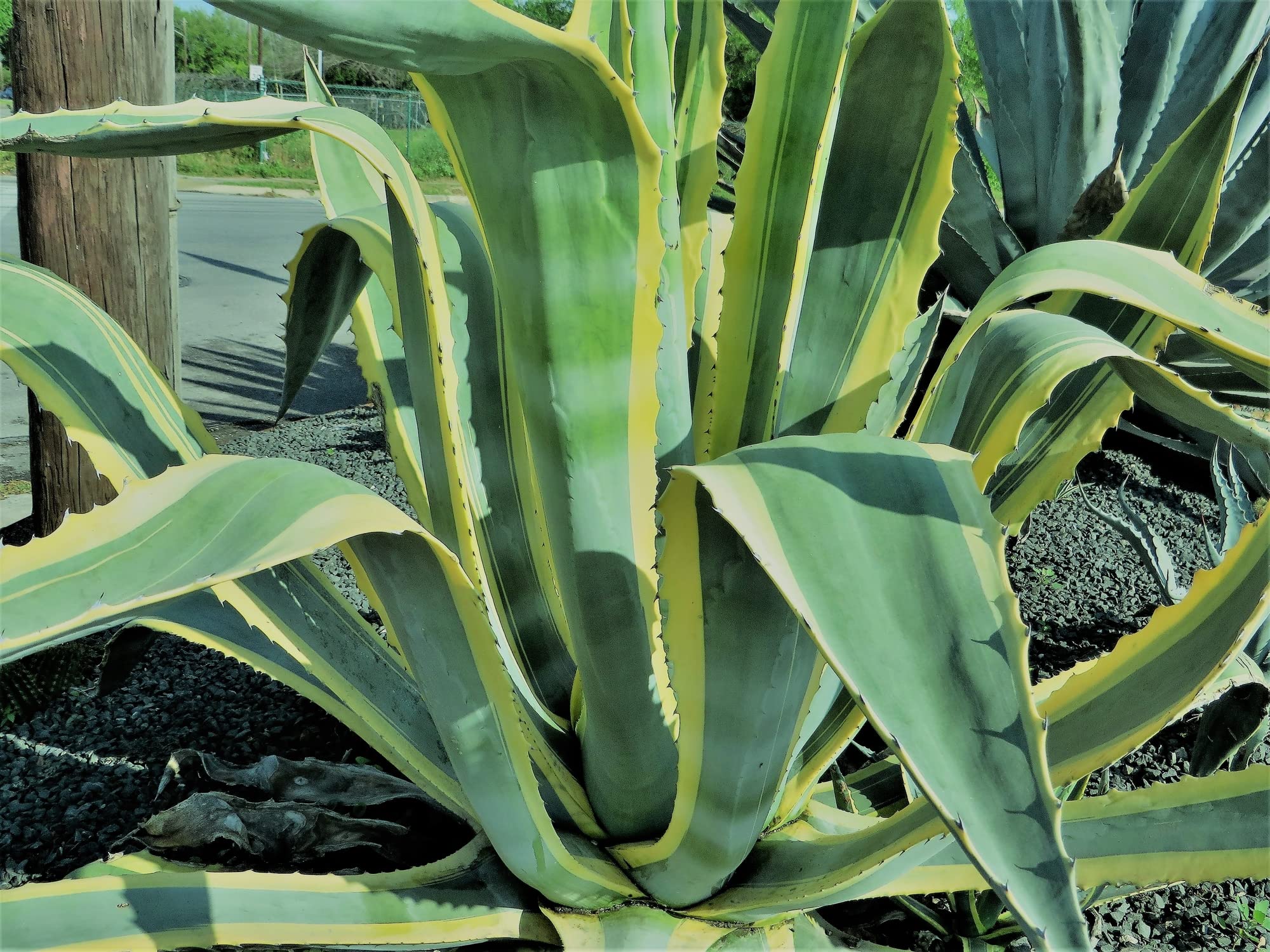 Agave Species Seed Mix for Planting - 50 Seeds - Grow Agave Plants - Succulent Garden Starter Kit - Ships from Iowa, USA - Perfect for Home Gardens, Landscaping & Drought-Tolerant Yards